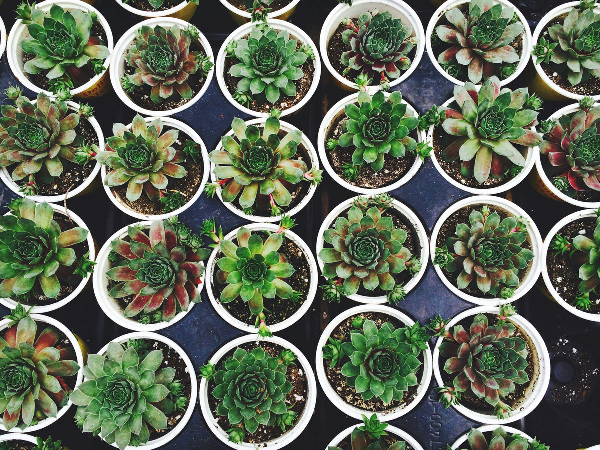 Succulent Plant Varieties: A Guide To Types And Care – Plant Detectives