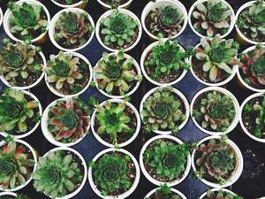 Succulent Plant Varieties