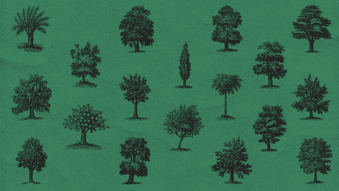 Tree Tip Tuesday – Plant Detectives