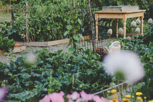 How to Create a DIY Vegetable Garden at Home