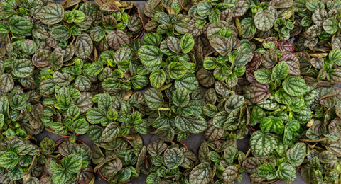Wholesale Nursery Suppliers Near Me  Plant Detectives