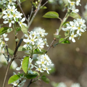 White Amelanchier Blossoms
