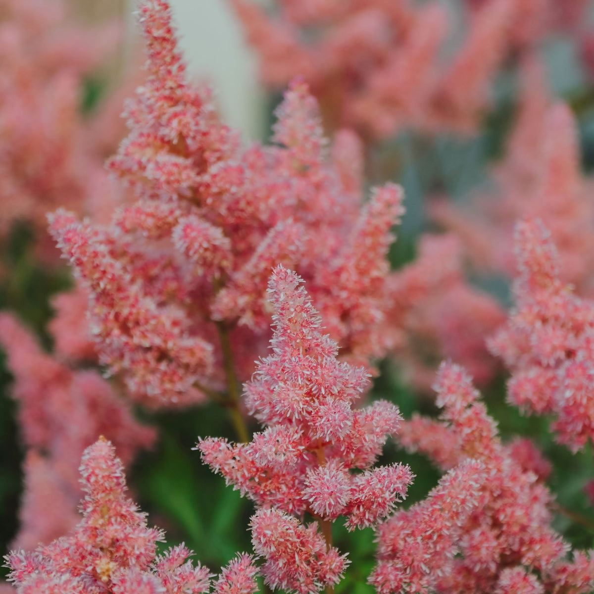 False Spiraea (Astilbe) – Plant Detectives