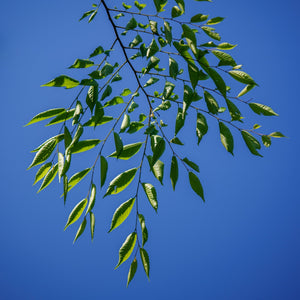 Green Zelkova Leaves
