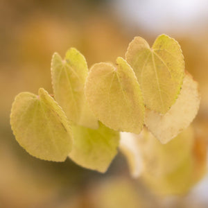 Yellow Katsura Leaves