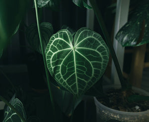 Large Leaf Houseplant