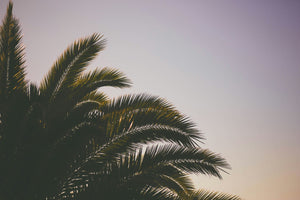 Palm