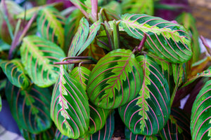 Maranta