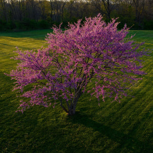 Purple Redbud Tree