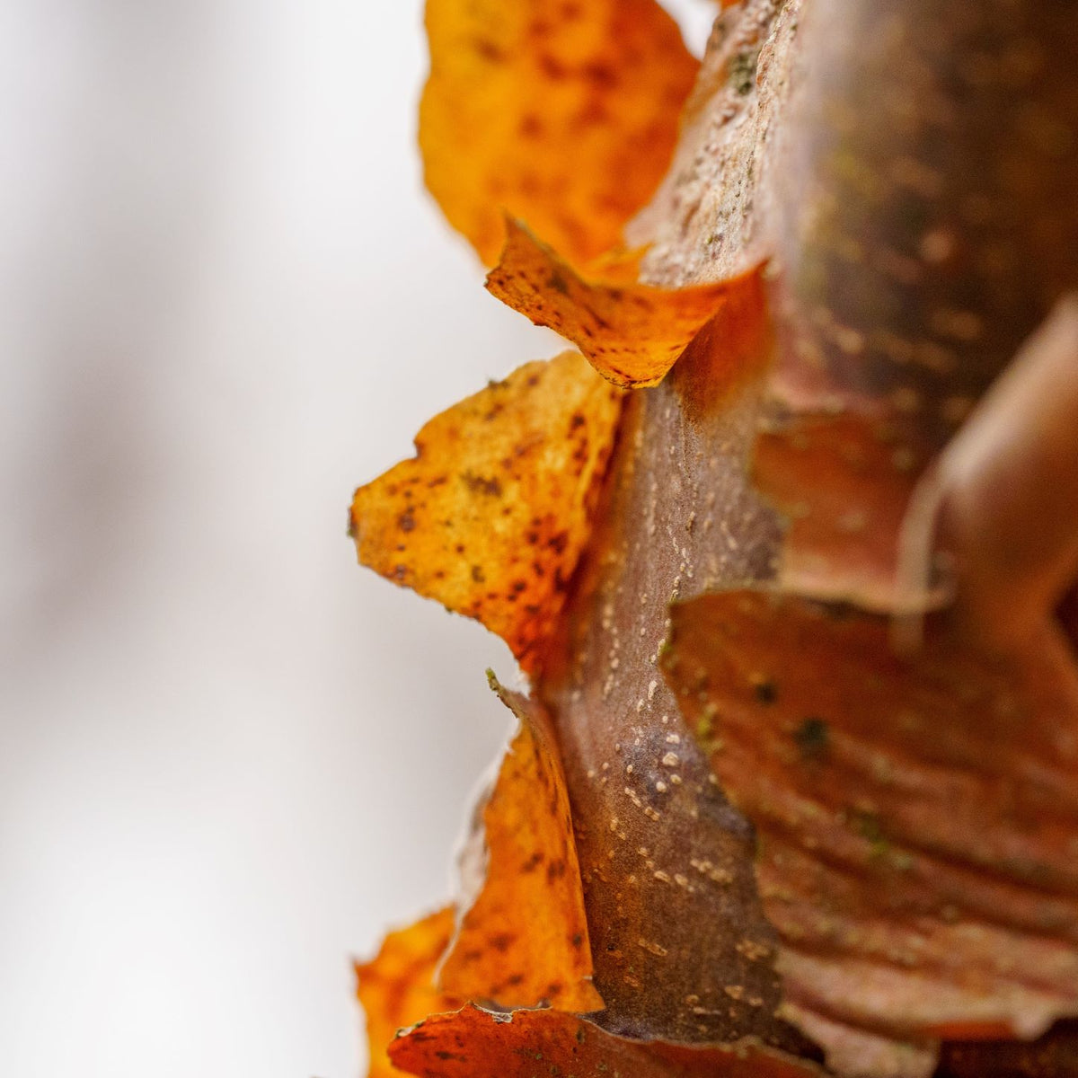 Shade Trees – Plant Detectives