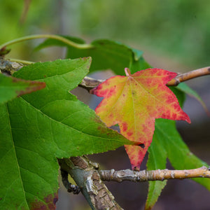Red and Green Sweetgum Leaves