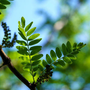 Green Honeylocust Leaves