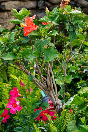 Braided Hibiscus - Other Houseplants - Houseplants