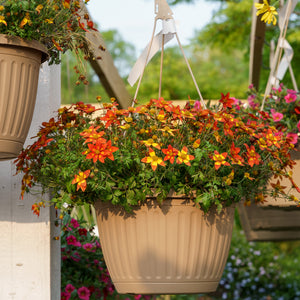 Bidens Daisy - Hanging Baskets - Specialty Collection