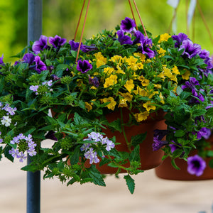 Combination Hanging Basket - Hanging Baskets - Specialty Collection
