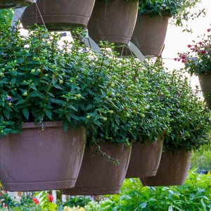 Fuschia - Hanging Baskets - Specialty Collection