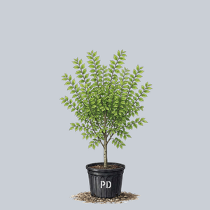 Accolade Elm