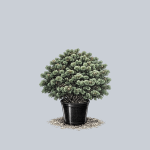 Adcock's Dwarf Japanese White Pine