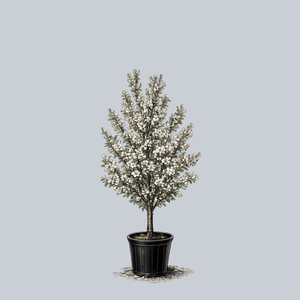 Adirondack Crabapple