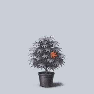 Adrian's Compact Japanese Maple