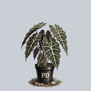 African Mask Alocasia