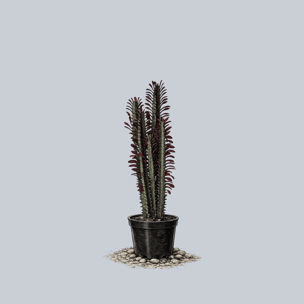 african milk bush indoor plant African Milk Tree – Plant Detectives