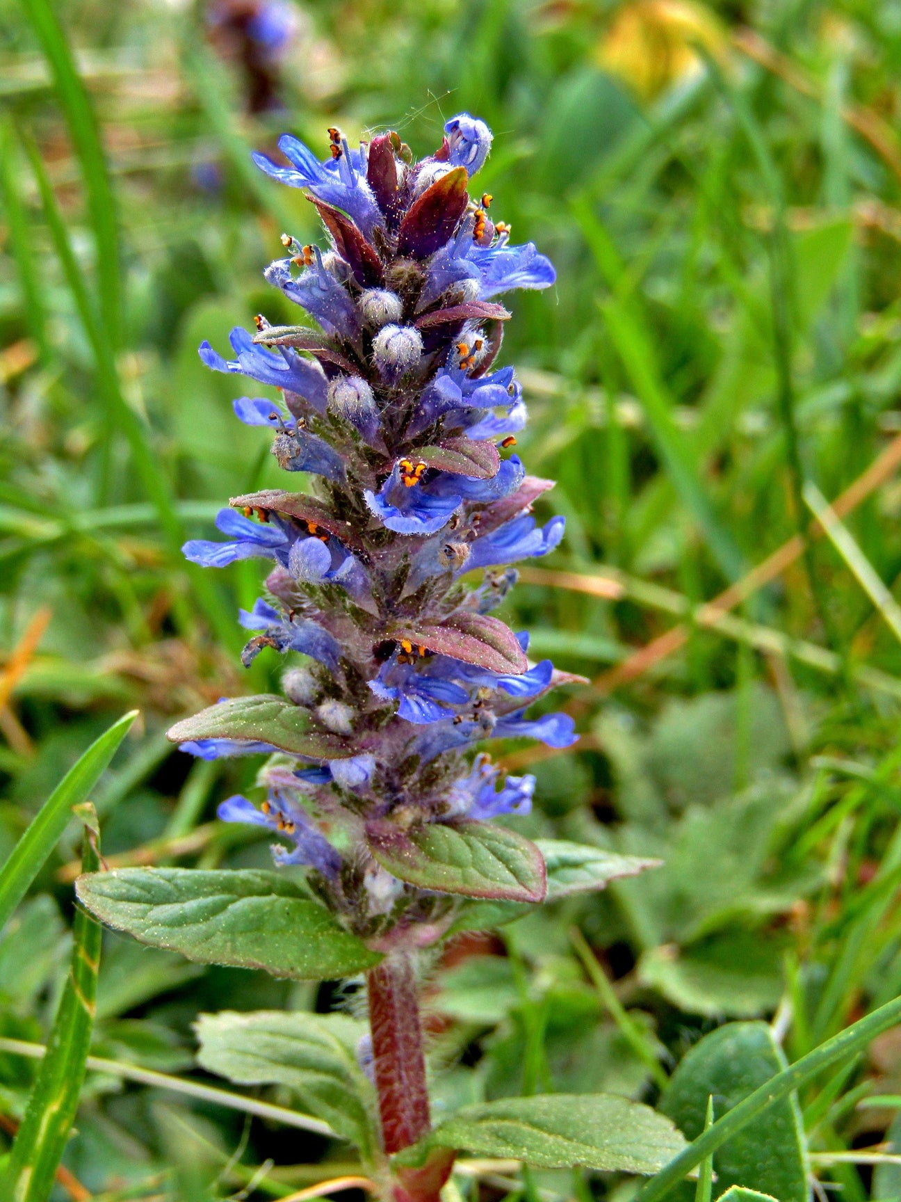 The Ajuga Guide – Plant Detectives