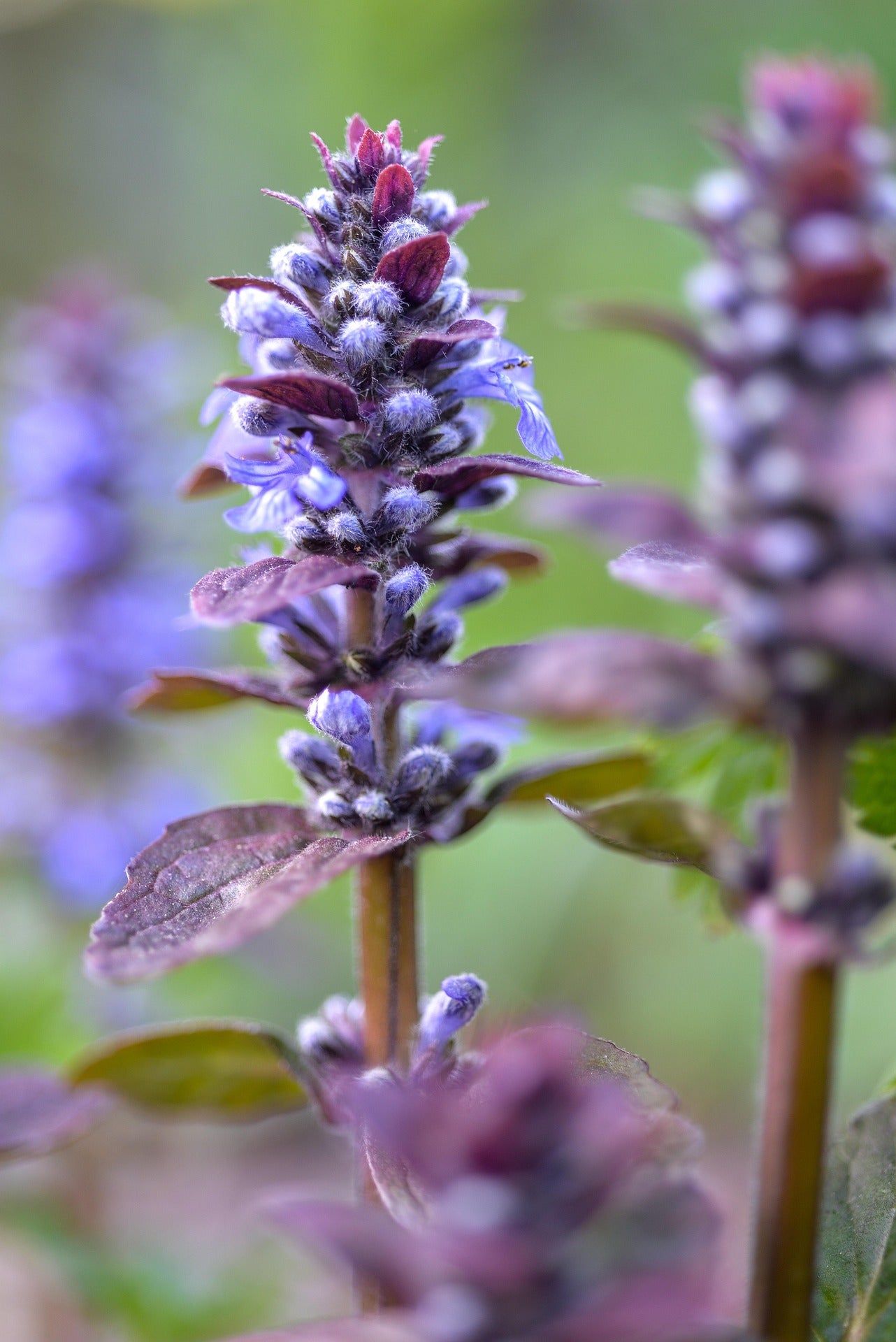 The Ajuga Guide Plant Detectives the-ajuga-guide-plant-detectives