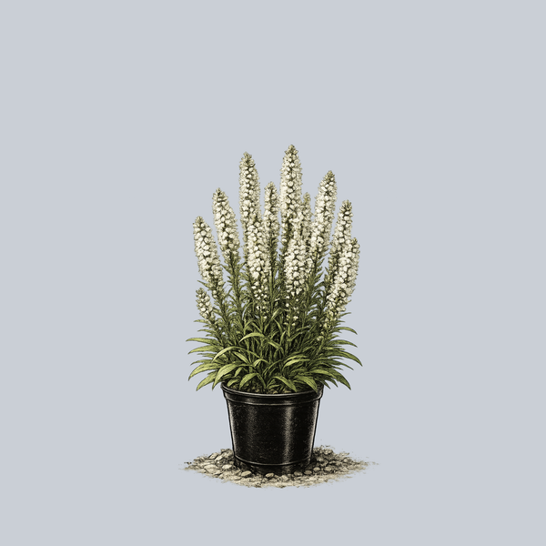Alba Blazing Star