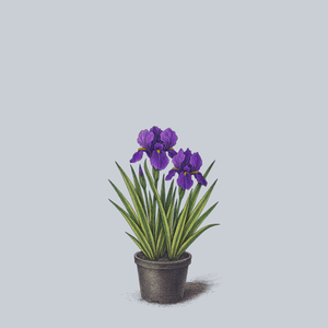 Variegated Iris