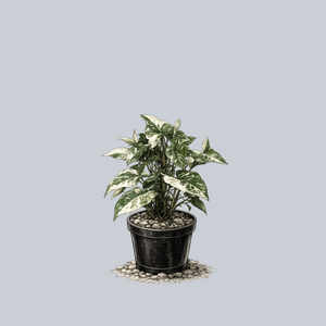 Variegated Arrowhead Vine