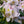Load image into Gallery viewer, White Catawba Rhododendron - Rhododendron - Shrubs
