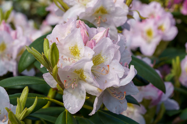 White Catawba Rhododendron - Rhododendron - Shrubs