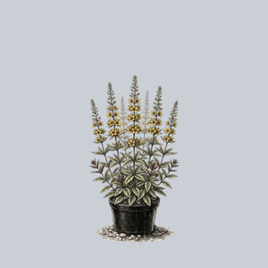Alexander Yellow Loosestrife