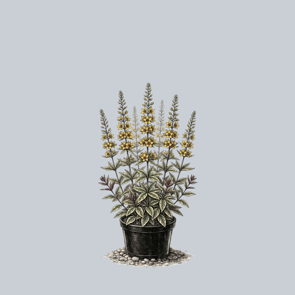 Alexander Yellow Loosestrife