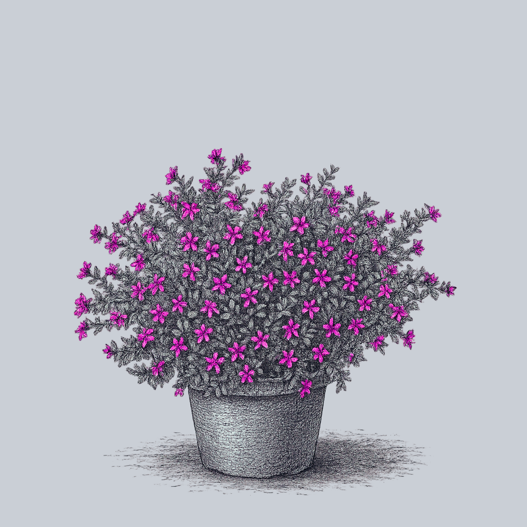 Firecracker Plant (Cuphea) – Plant Detectives