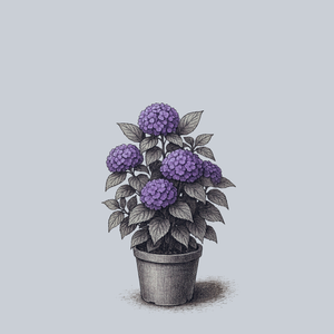 All Summer Beauty Bigleaf Hydrangea