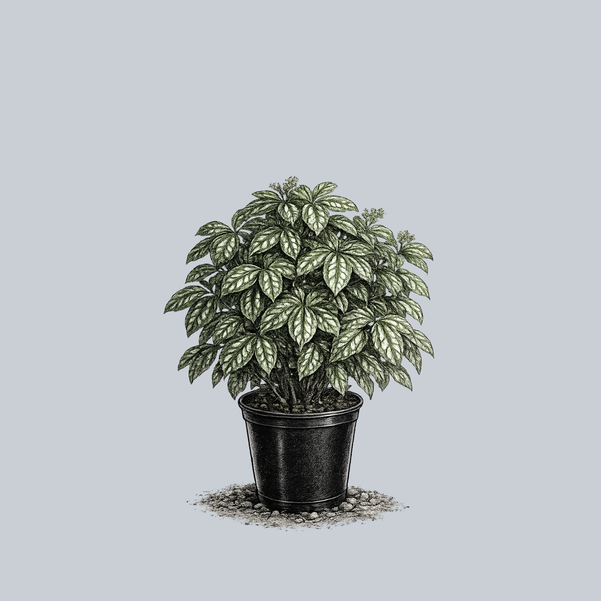 Pilea  Plant Detectives
