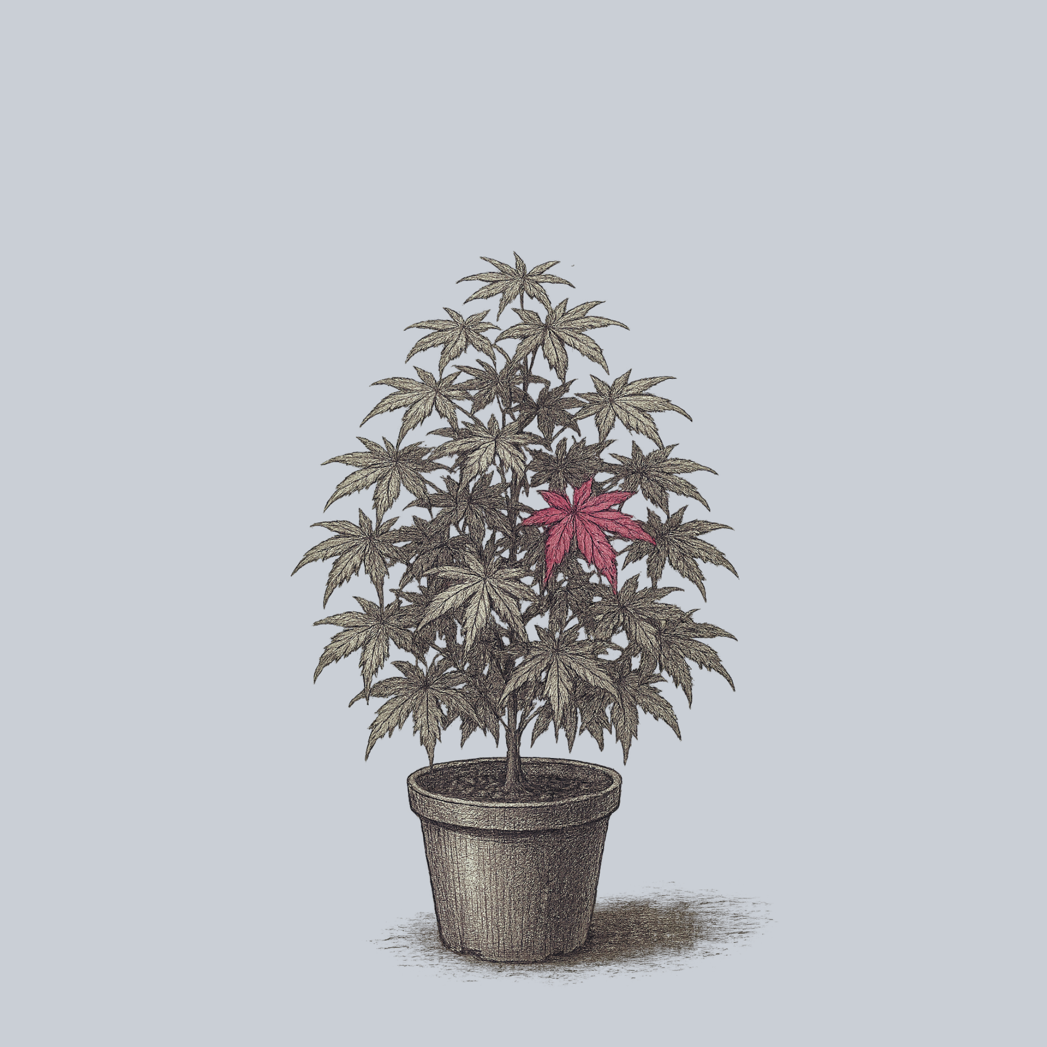 Amagi Shigure Japanese Maple – Plant Detectives