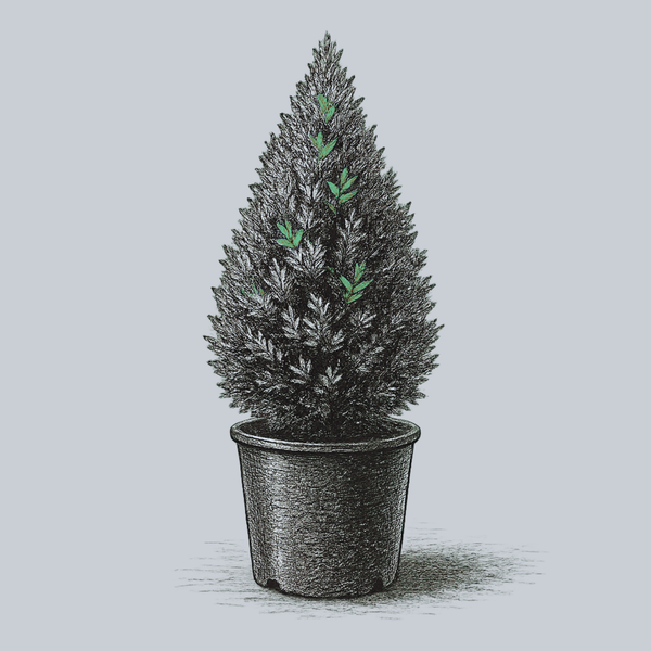 Amber Gold Arborvitae