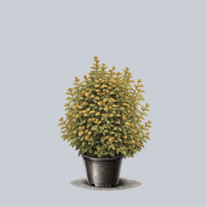 Amber Jubilee Ninebark