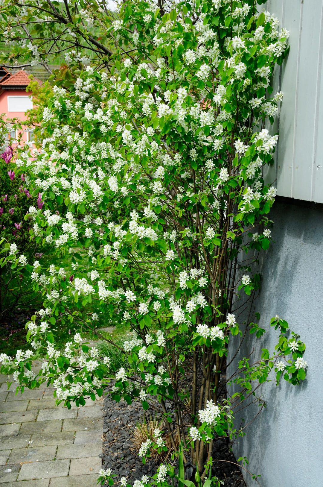The Amelanchier Guide – Plant Detectives