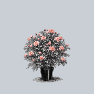 America Climbing Rose