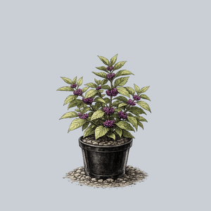 American Beautyberry