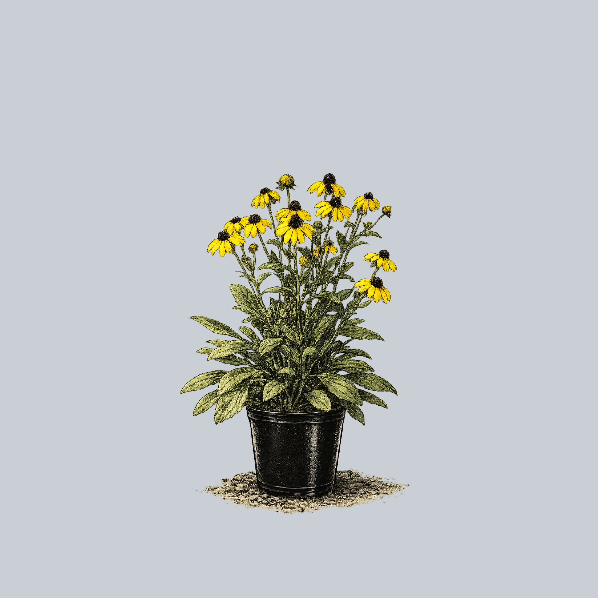 susan's succulents American Gold Rush Black-Eyed Susan – Plant Detectives