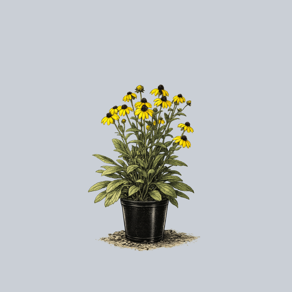 American Gold Rush Black-Eyed Susan