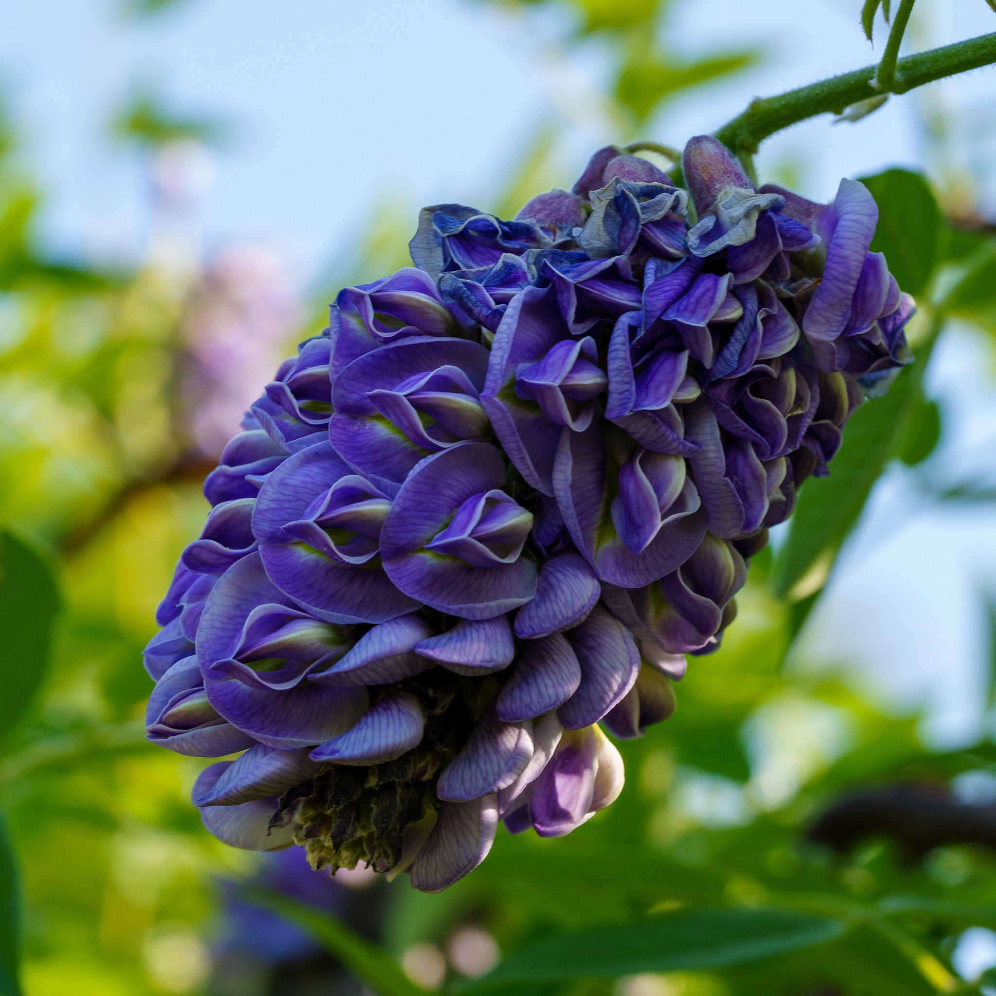 Amethyst Falls Wisteria – Plant Detectives