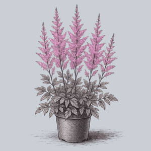 Amethyst Astilbe