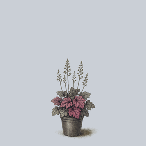 Amethyst Myst Coral Bells