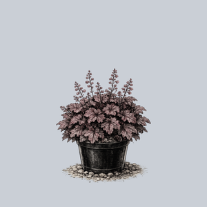 Amethyst Myst Coral Bells